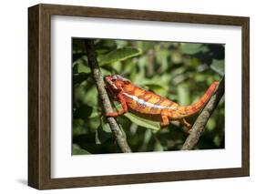 Red Panther Chameleon (Furcifer Pardalis), Endemic to Madagascar, Africa-Matthew Williams-Ellis-Framed Photographic Print