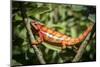 Red Panther Chameleon (Furcifer Pardalis), Endemic to Madagascar, Africa-Matthew Williams-Ellis-Mounted Photographic Print