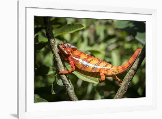 Red Panther Chameleon (Furcifer Pardalis), Endemic to Madagascar, Africa-Matthew Williams-Ellis-Framed Photographic Print