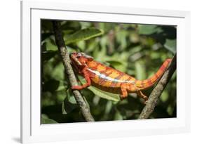Red Panther Chameleon (Furcifer Pardalis), Endemic to Madagascar, Africa-Matthew Williams-Ellis-Framed Photographic Print