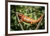 Red Panther Chameleon (Furcifer Pardalis), Endemic to Madagascar, Africa-Matthew Williams-Ellis-Framed Photographic Print