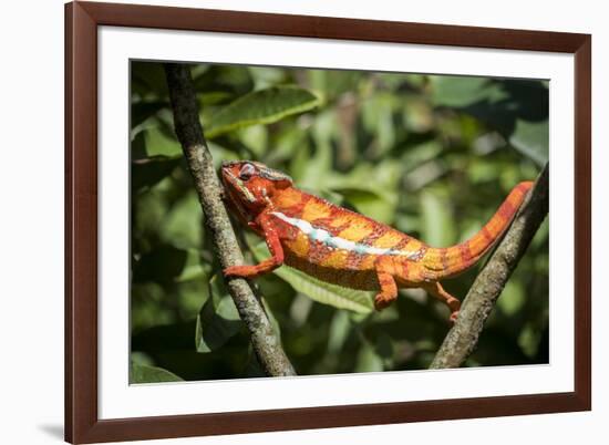 Red Panther Chameleon (Furcifer Pardalis), Endemic to Madagascar, Africa-Matthew Williams-Ellis-Framed Photographic Print