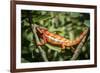 Red Panther Chameleon (Furcifer Pardalis), Endemic to Madagascar, Africa-Matthew Williams-Ellis-Framed Photographic Print