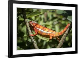 Red Panther Chameleon (Furcifer Pardalis), Endemic to Madagascar, Africa-Matthew Williams-Ellis-Framed Photographic Print