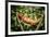 Red Panther Chameleon (Furcifer Pardalis), Endemic to Madagascar, Africa-Matthew Williams-Ellis-Framed Photographic Print