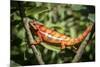 Red Panther Chameleon (Furcifer Pardalis), Endemic to Madagascar, Africa-Matthew Williams-Ellis-Mounted Photographic Print