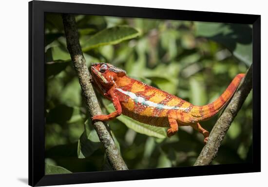 Red Panther Chameleon (Furcifer Pardalis), Endemic to Madagascar, Africa-Matthew Williams-Ellis-Framed Photographic Print