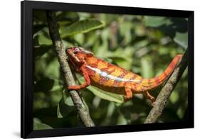 Red Panther Chameleon (Furcifer Pardalis), Endemic to Madagascar, Africa-Matthew Williams-Ellis-Framed Photographic Print