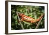 Red Panther Chameleon (Furcifer Pardalis), Endemic to Madagascar, Africa-Matthew Williams-Ellis-Framed Photographic Print