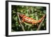 Red Panther Chameleon (Furcifer Pardalis), Endemic to Madagascar, Africa-Matthew Williams-Ellis-Framed Photographic Print