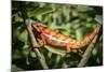Red Panther Chameleon (Furcifer Pardalis), Endemic to Madagascar, Africa-Matthew Williams-Ellis-Mounted Photographic Print