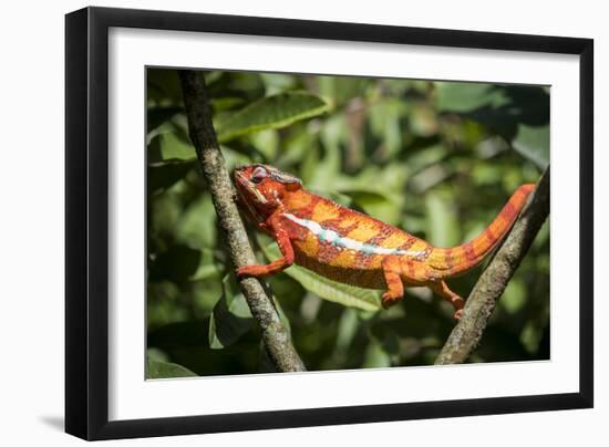 Red Panther Chameleon (Furcifer Pardalis), Endemic to Madagascar, Africa-Matthew Williams-Ellis-Framed Photographic Print