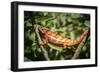 Red Panther Chameleon (Furcifer Pardalis), Endemic to Madagascar, Africa-Matthew Williams-Ellis-Framed Photographic Print