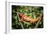 Red Panther Chameleon (Furcifer Pardalis), Endemic to Madagascar, Africa-Matthew Williams-Ellis-Framed Photographic Print