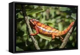 Red Panther Chameleon (Furcifer Pardalis), Endemic to Madagascar, Africa-Matthew Williams-Ellis-Framed Stretched Canvas