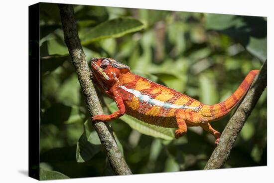 Red Panther Chameleon (Furcifer Pardalis), Endemic to Madagascar, Africa-Matthew Williams-Ellis-Stretched Canvas