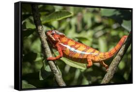 Red Panther Chameleon (Furcifer Pardalis), Endemic to Madagascar, Africa-Matthew Williams-Ellis-Framed Stretched Canvas