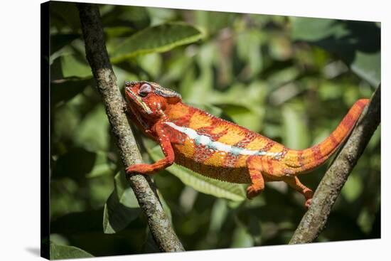 Red Panther Chameleon (Furcifer Pardalis), Endemic to Madagascar, Africa-Matthew Williams-Ellis-Stretched Canvas