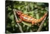 Red Panther Chameleon (Furcifer Pardalis), Endemic to Madagascar, Africa-Matthew Williams-Ellis-Stretched Canvas