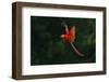 Red Parrot in the Rain. Macaw Parrot Flying in Dark Green Vegetation. Scarlet Macaw, Ara Macao, in-Ondrej Prosicky-Framed Photographic Print