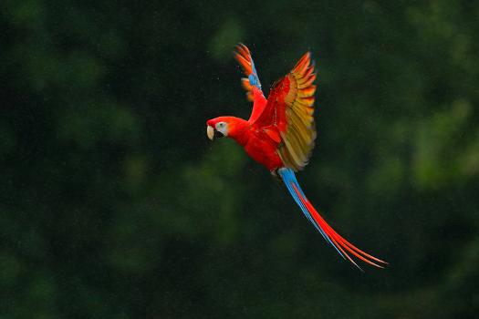 Red Parrot in the Rain. Macaw Parrot Flying in Dark Green Vegetation.  Scarlet Macaw, Ara Macao, in' Photographic Print - Ondrej Prosicky |  AllPosters.com