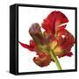 Red Parrot Tulip-Doris Joa-Framed Stretched Canvas