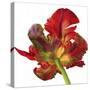 Red Parrot Tulip-Doris Joa-Stretched Canvas