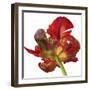Red Parrot Tulip-Doris Joa-Framed Giclee Print