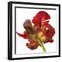 Red Parrot Tulip-Doris Joa-Framed Giclee Print