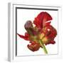 Red Parrot Tulip-Doris Joa-Framed Giclee Print