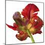 Red Parrot Tulip-Doris Joa-Mounted Giclee Print