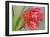 Red Parrot Tulip-Cora Niele-Framed Giclee Print