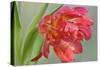 Red Parrot Tulip-Cora Niele-Stretched Canvas