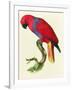 Red Parrot-Jacques Barraband-Framed Giclee Print