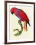Red Parrot-Jacques Barraband-Framed Giclee Print