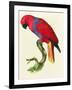 Red Parrot-Jacques Barraband-Framed Giclee Print