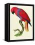Red Parrot-Jacques Barraband-Framed Stretched Canvas