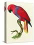 Red Parrot-Jacques Barraband-Stretched Canvas