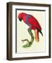 Red Parrot-Jacques Barraband-Framed Giclee Print