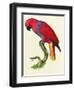 Red Parrot-Jacques Barraband-Framed Giclee Print