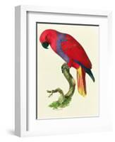 Red Parrot-Jacques Barraband-Framed Giclee Print