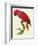 Red Parrot-Jacques Barraband-Framed Giclee Print