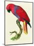Red Parrot-Jacques Barraband-Mounted Giclee Print
