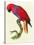 Red Parrot-Jacques Barraband-Stretched Canvas