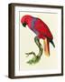 Red Parrot-Jacques Barraband-Framed Giclee Print