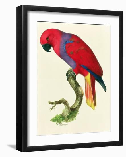 Red Parrot-Jacques Barraband-Framed Giclee Print