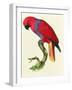 Red Parrot-Jacques Barraband-Framed Giclee Print