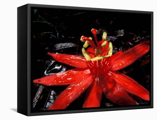 Red Passioflora, Barro Colorado Island, Panama-Christian Ziegler-Framed Stretched Canvas