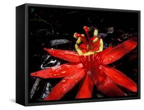 Red Passioflora, Barro Colorado Island, Panama-Christian Ziegler-Framed Stretched Canvas