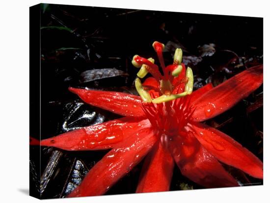 Red Passioflora, Barro Colorado Island, Panama-Christian Ziegler-Stretched Canvas